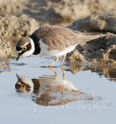 Малый галстучник, или Малый зуек - Little Ringed Plover-Charadrius dubius